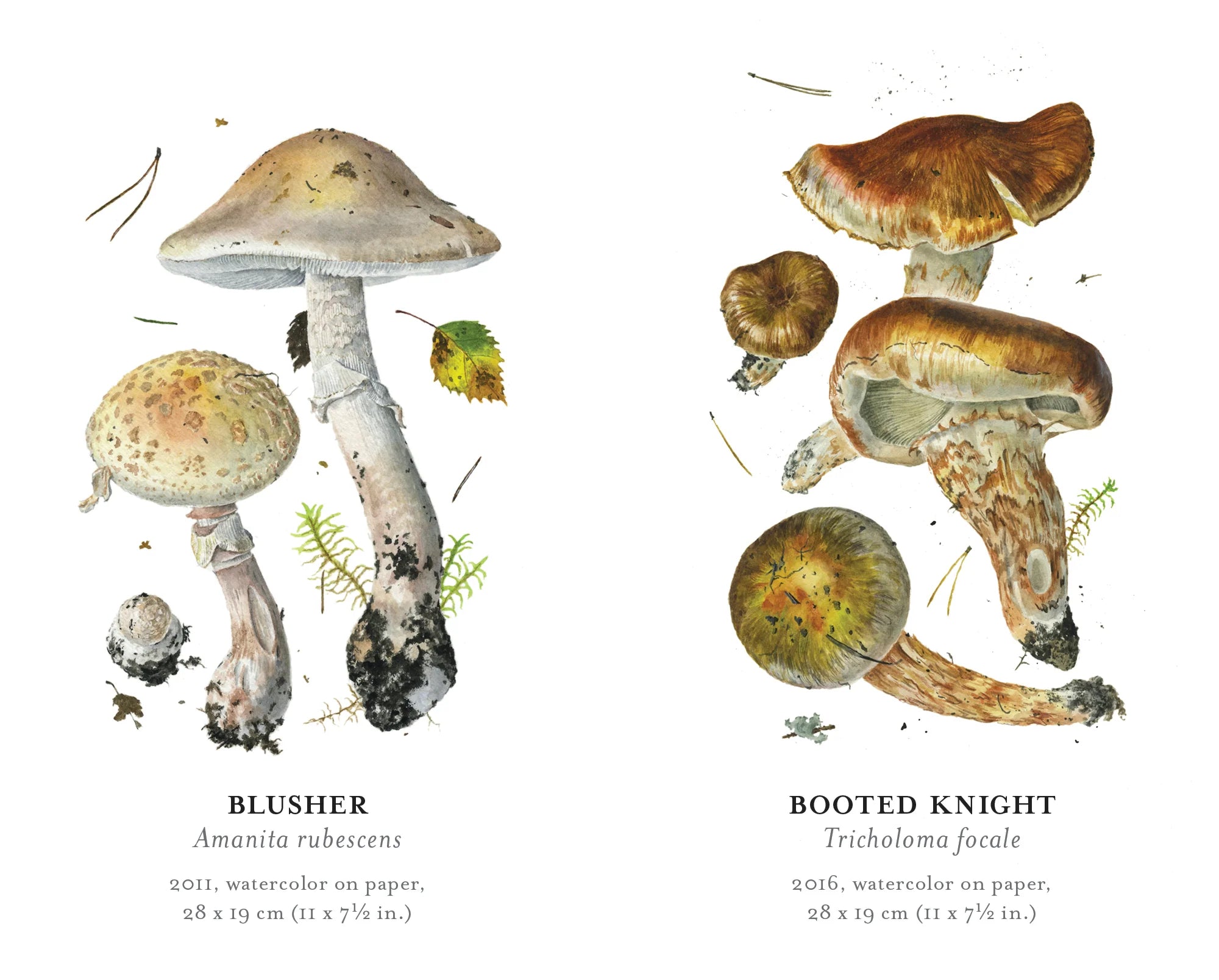 Mushroom Memory Game – Kentuck Knob